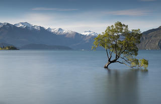 Wanaka Tree