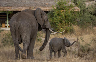 Elephants at the doorstep