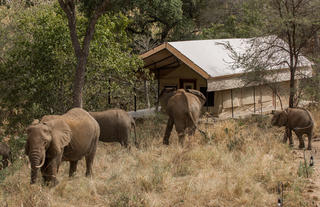 Up-close sighting of a herd by the tent