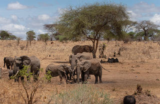 Waterhole viewing