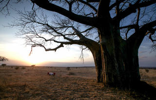 Dinner under the magnificent baobab 