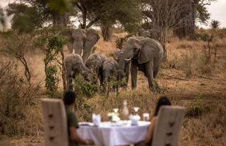 Breakfast with the elephants