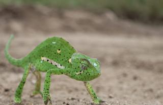 Chameleon