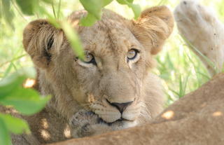 Lion Cub