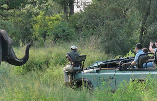 Safari / Game Drive