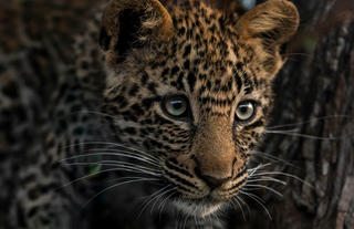 See spots on safari ??