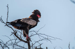 Birds of prey