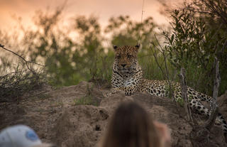 One of the best #leopard viewing areas in #SouthAfrica 