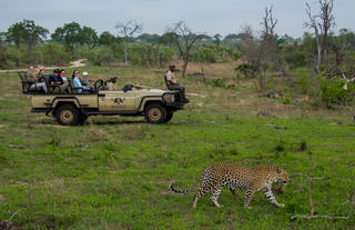 See spots on safari ??