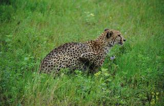 Hoedspruit Centre for Endangered Species