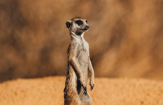 Meerkat Experience