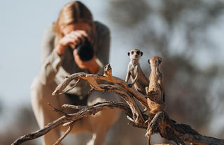 Meerkat Experience