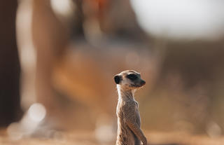 Meerkat Experience