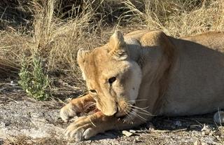 KIARA LIONESS