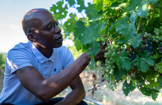 Winelands Experience