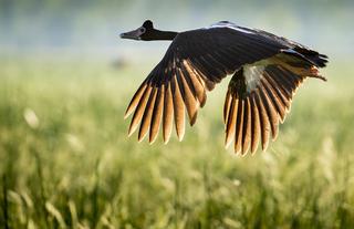 Magpie Geese