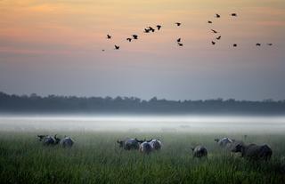 Buffalo at sunrise on the floodplain 