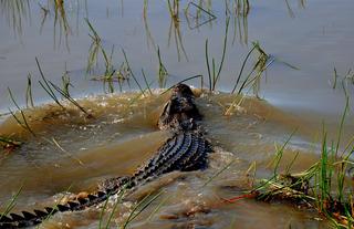 Saltwater crocodile