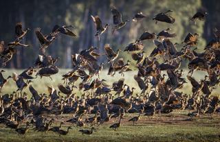 Whistling ducks