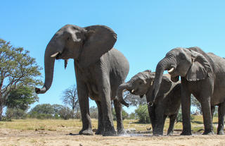 Elephant at the lodge waterhole