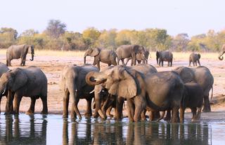 Elephant at camp