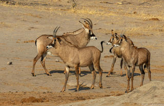 Roan antelope at the pan