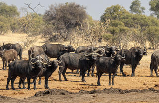 Herd of buffalo coming down to drink at Jozi