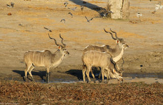 Kudu bulls drinking at Jozi