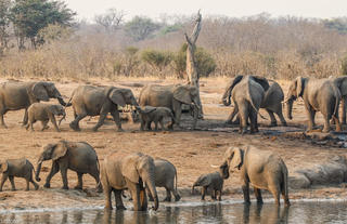 Herd of elephants surrounding the look up blind