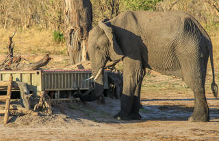 Elephant at the look up blind