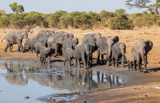 Thirsty breeding her of elephants coming in to drink