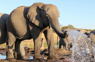 Elephant spraying water at Steve's Pan Jozi