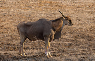 Eland bull at Jozi