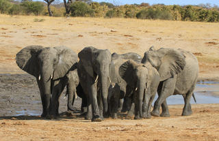 Elephant on a game drive