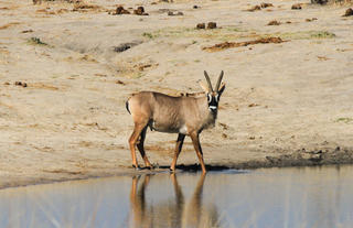 Roan antelope