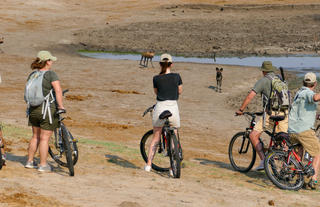 Mountain biking with Wild Dog