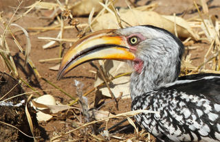 Yellow-billed hornbill