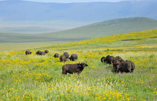 The Highlands - Buffalo in the Ngorongoro