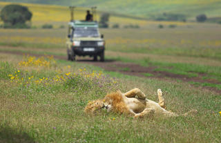 The Highlands - Lion Sighting on a Game Drive