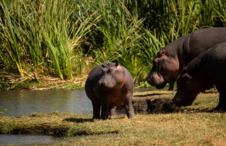 The Highlands - Hippos Having a Splash
