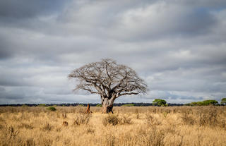 Tarangire Baobab