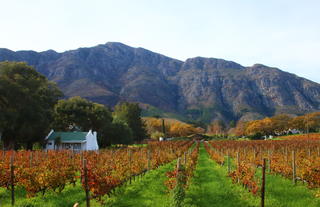 Autumn vineyards.