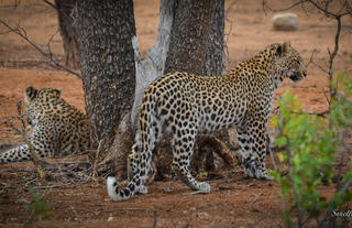 Big 5 sightings - Leopard cubs