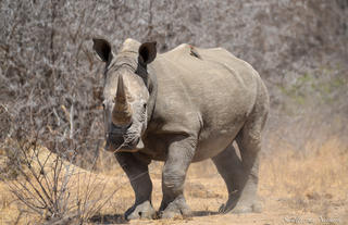 Big 5 sightings - Rhino