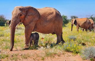 Desert-adapted elephants