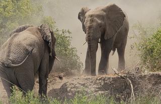Elephant Tracking experience