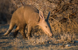 Aardvark