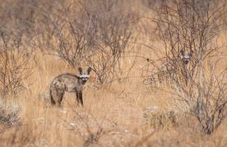 Bat-eared Fox