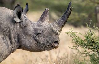 Black Rhino