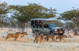 Game Drive